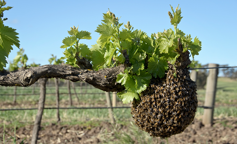 Kalleske_Vines_Bees_Web