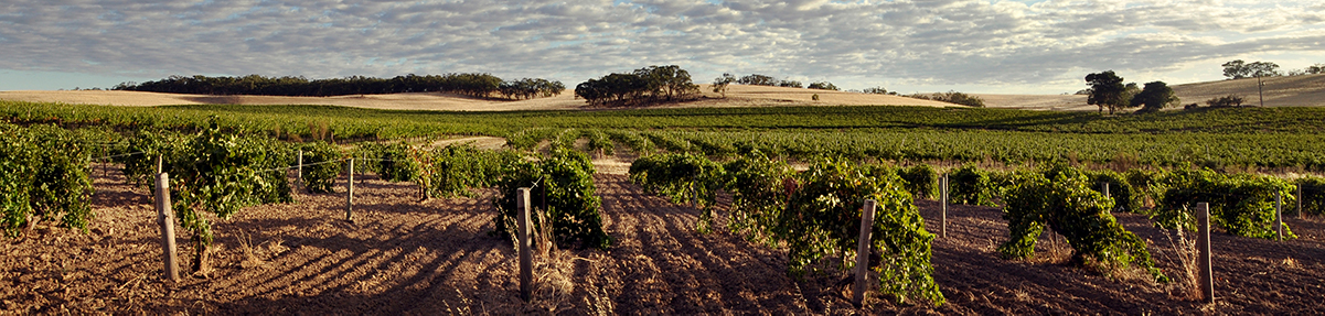 kalleske_vineyard_clouds_Landscape_sml